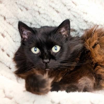 pet of week